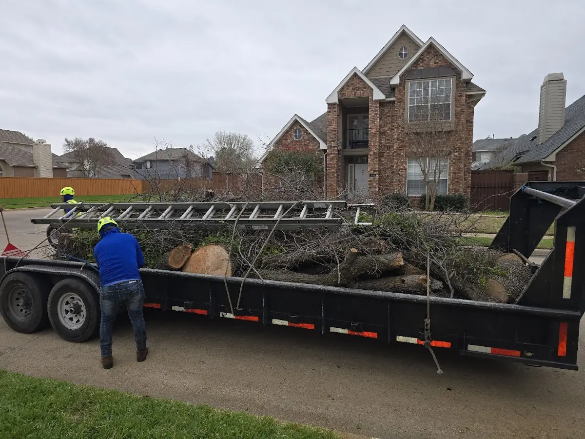 Expert Tree Pest Control with proper safety equipment in Granville